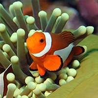 Amphiprion ocellaris Image