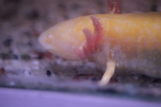 Axolotl Ambystoma mexicanum albinos 6-8 cm 28,50 €