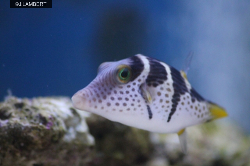 Canthigaster valentini Image