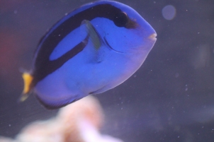 Paracanthurus hepatus Image