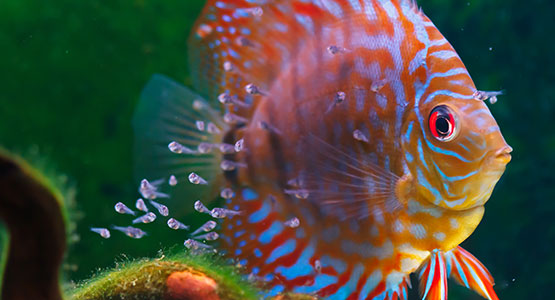 Un aquarium d'eau de mer chez un particulier